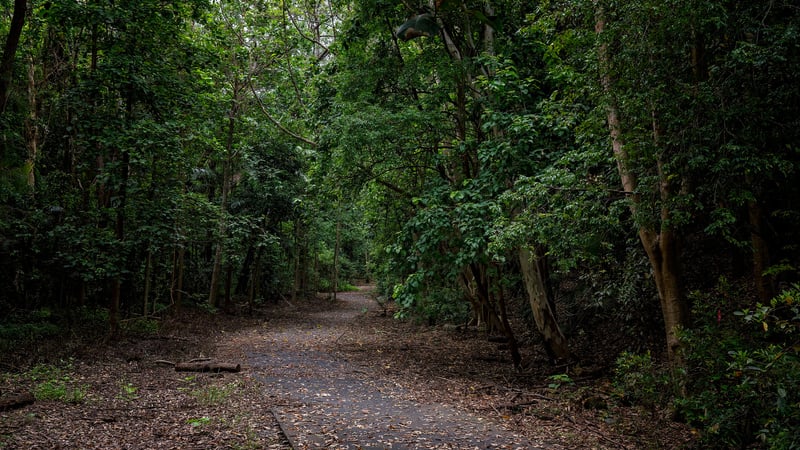 A Bushland Walking Track