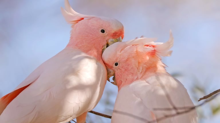 Major Mitchell's cockatoo (Lophochroa leadbeateri)