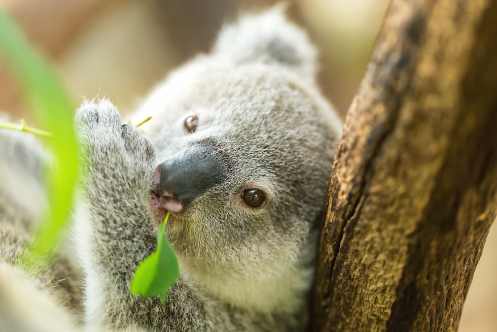 koala